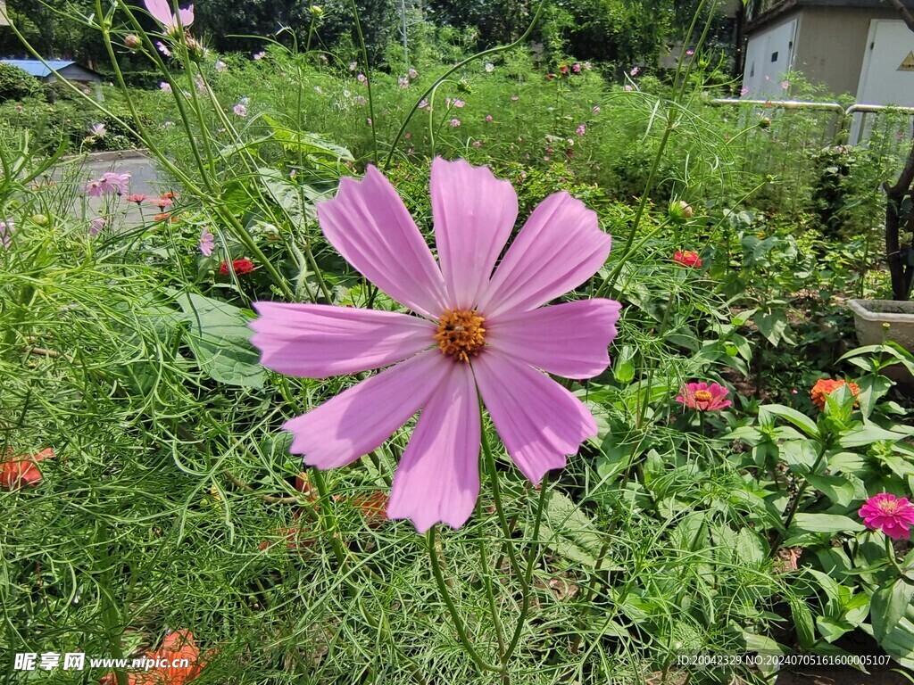 邵素梅花