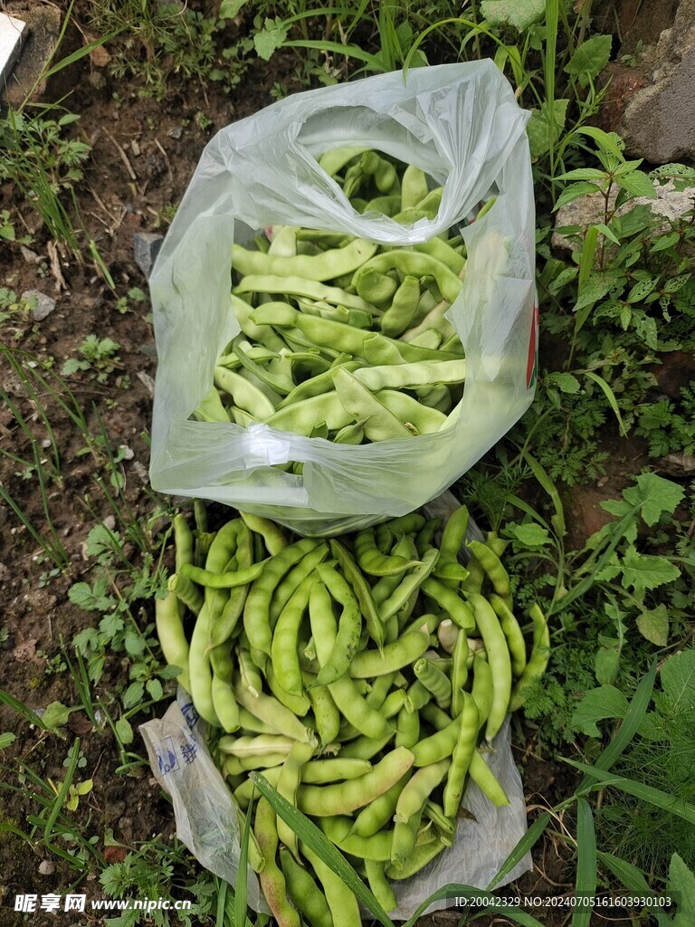 豆角 