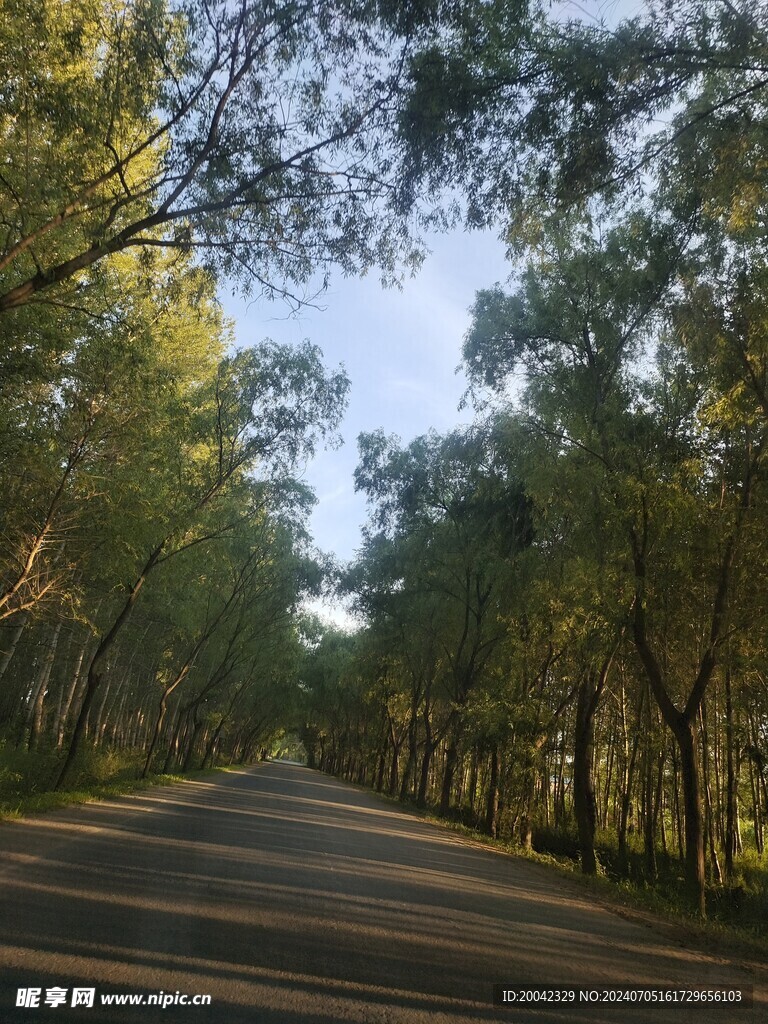 树林