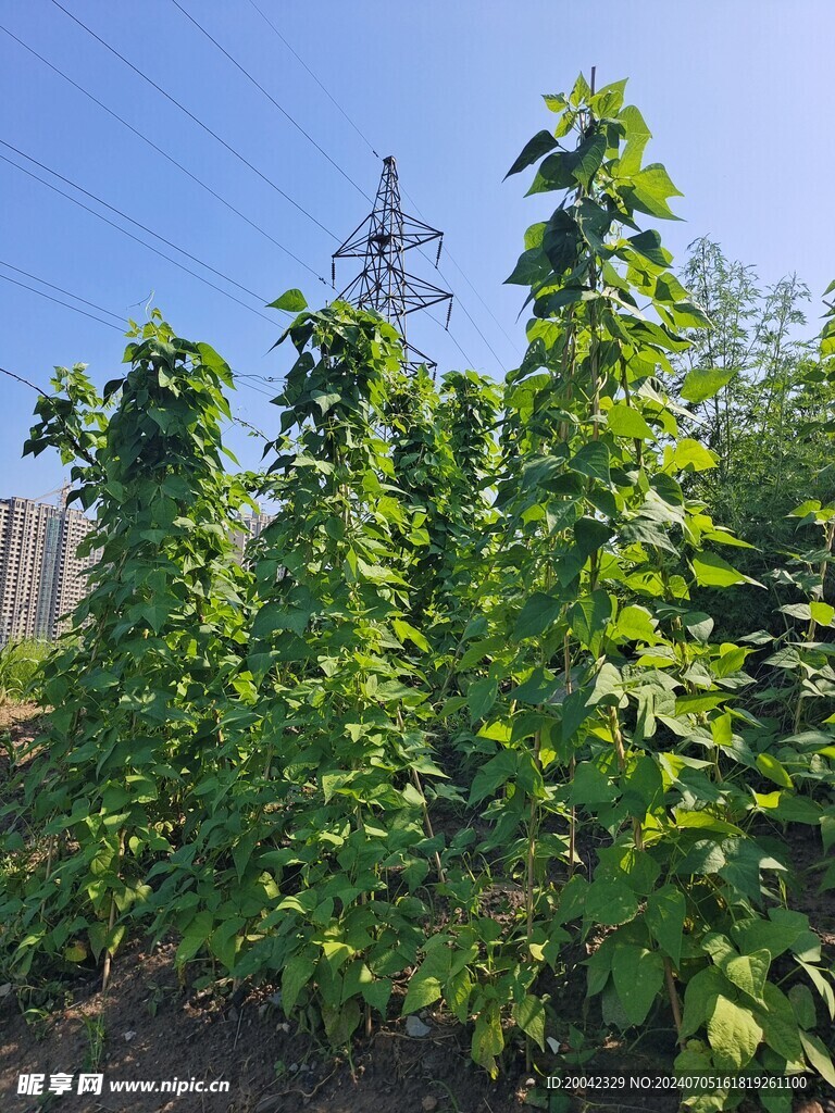 豆角架