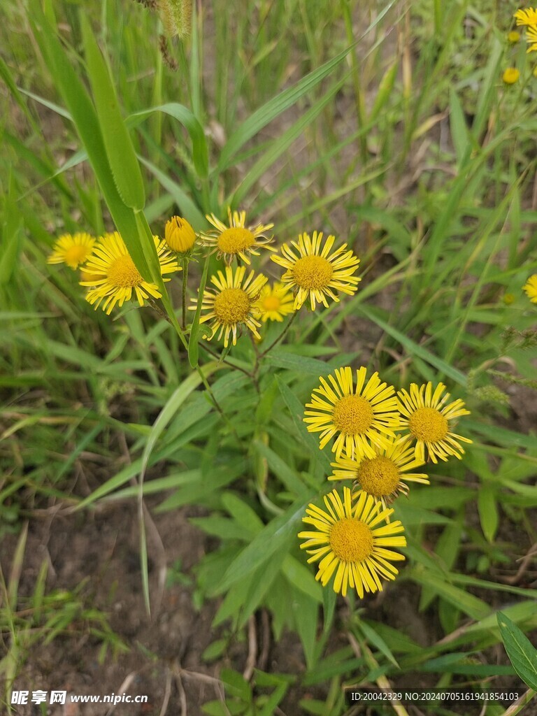 小野花