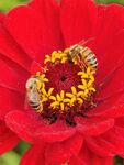 花蕊