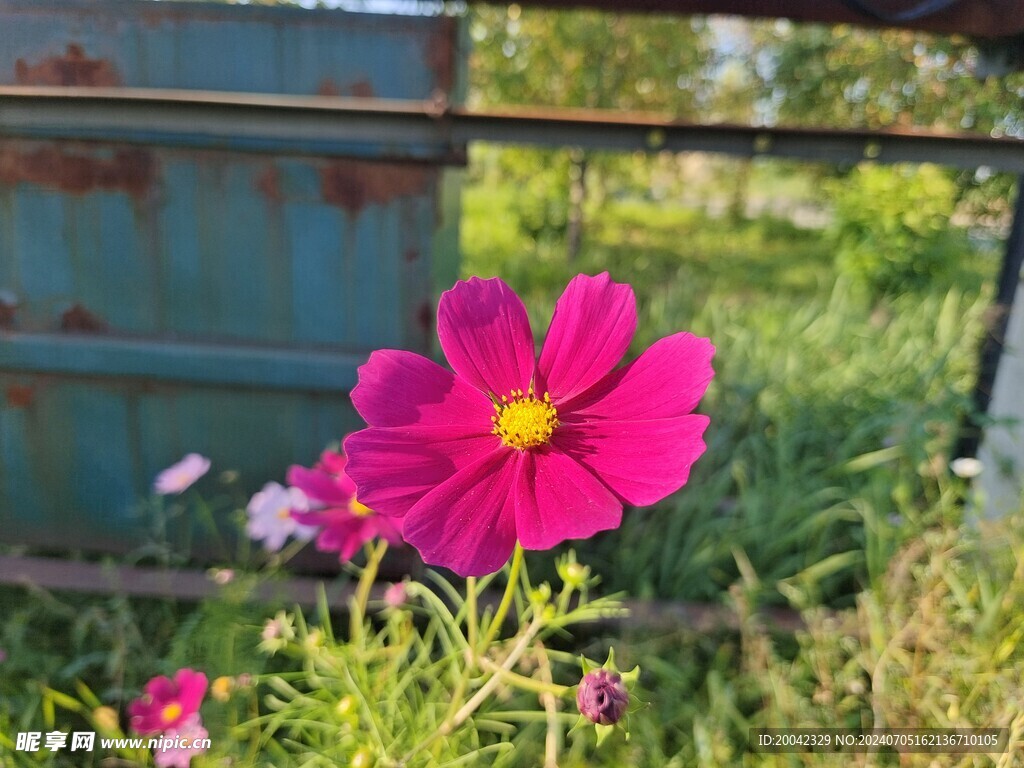 邵素梅花