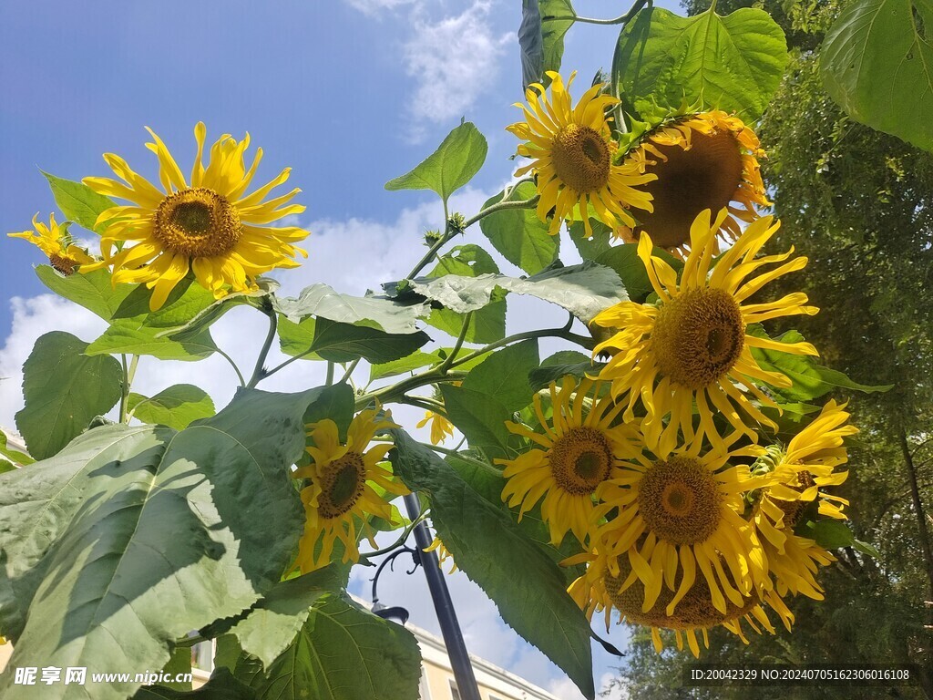 太阳花