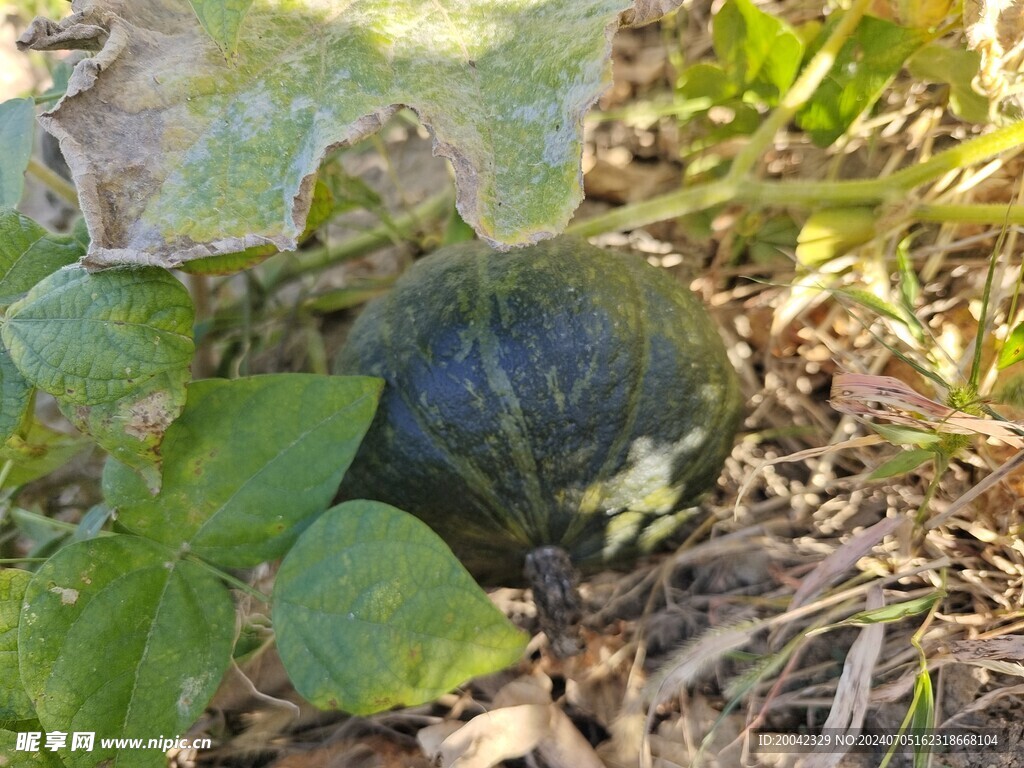 窝瓜