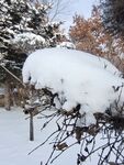 东北雪