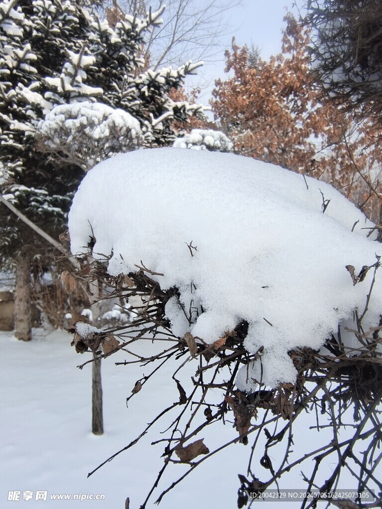 东北雪