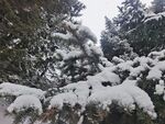 雪