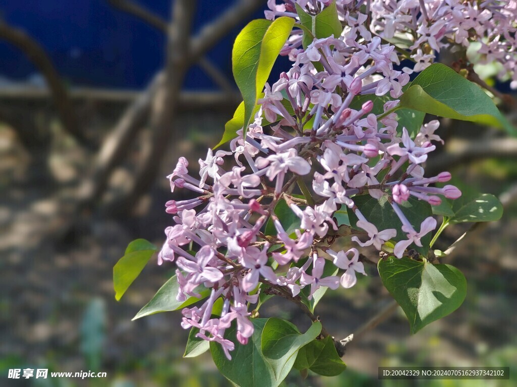 哈尔滨丁香花