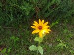 一朵花特写拍摄