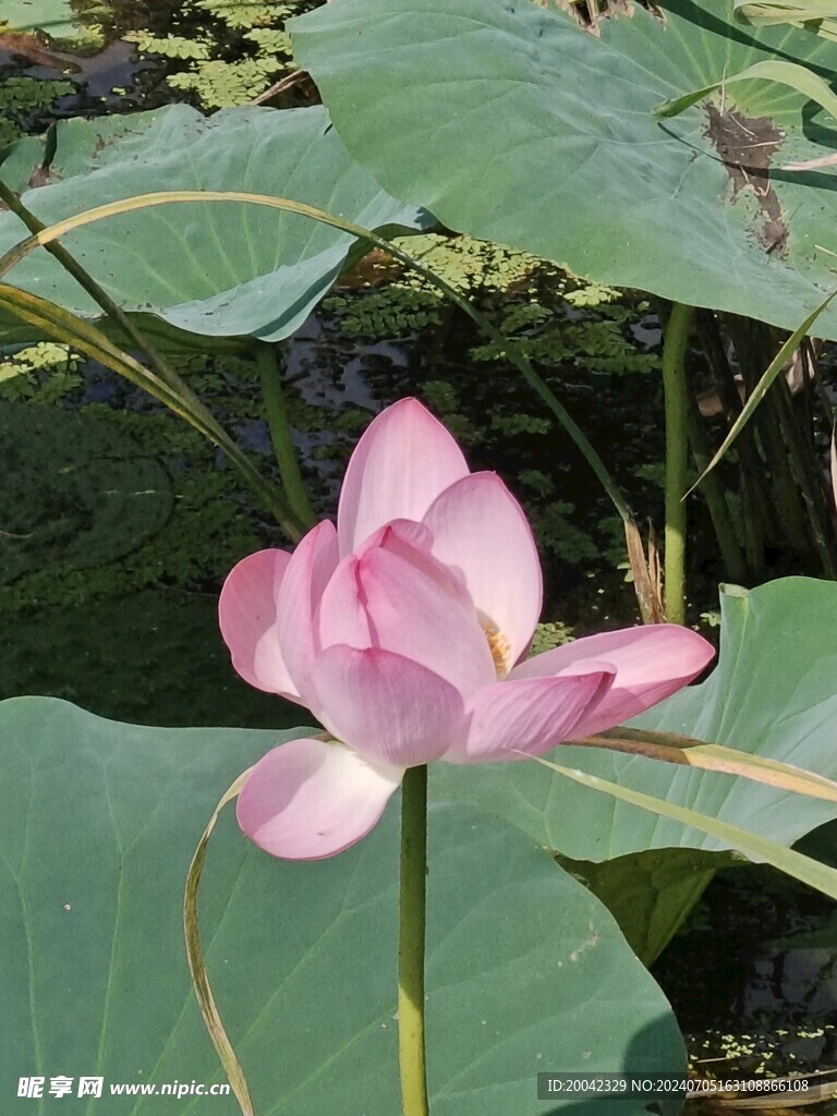 美丽花荷花