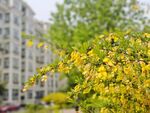 迎春花