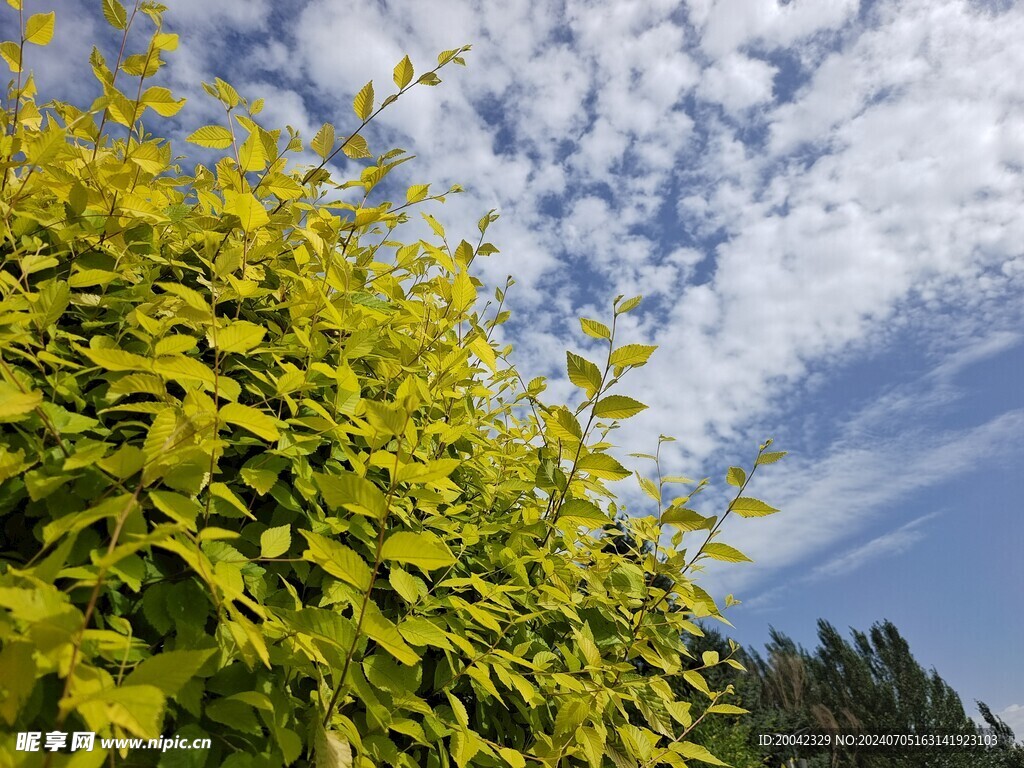 天空 树叶 