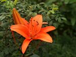 百合花