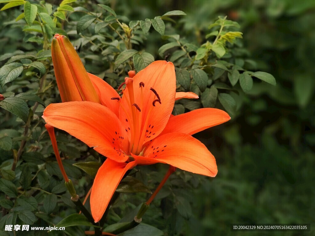 百合花