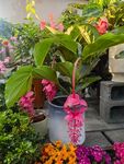 鲜花