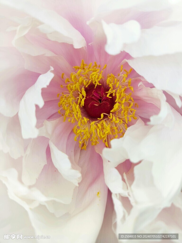 牡丹