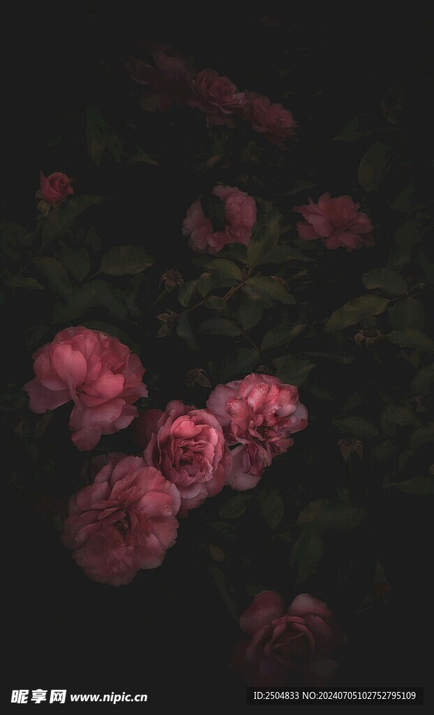 牡丹