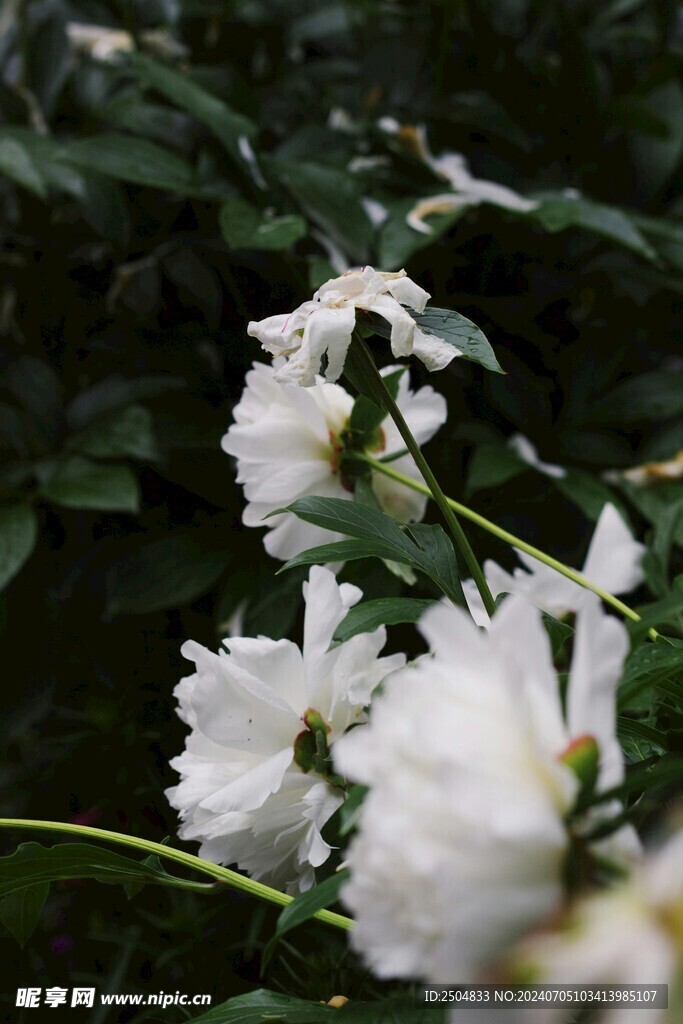 牡丹