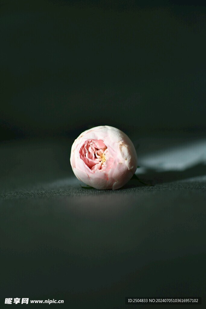 牡丹