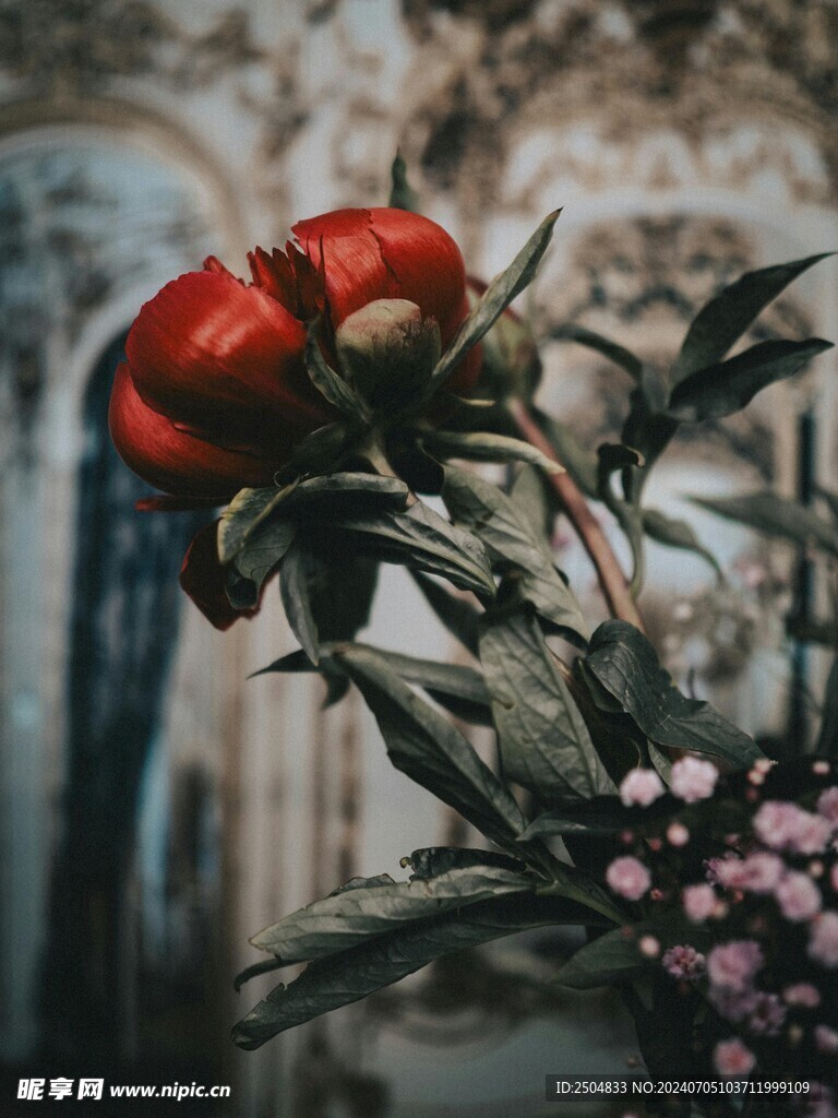 牡丹