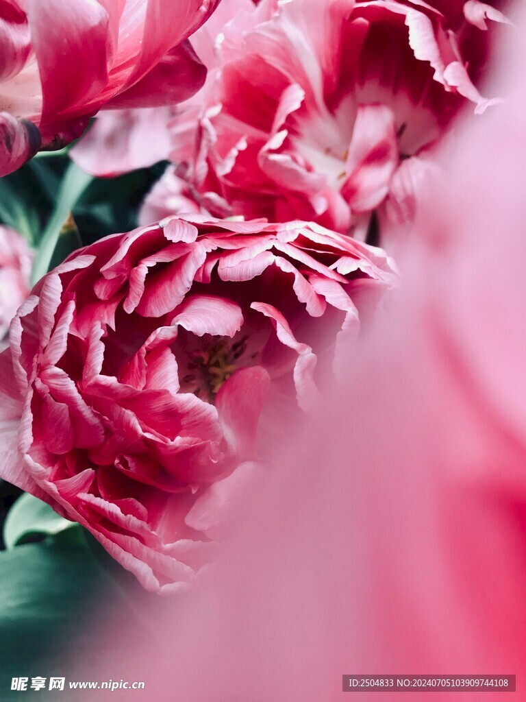 牡丹