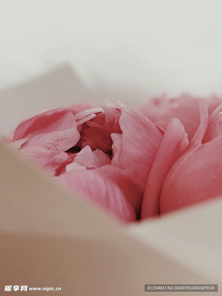 牡丹