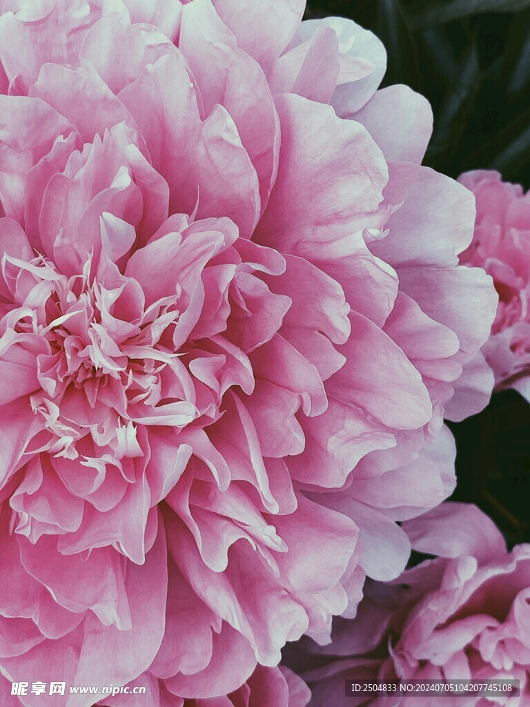 牡丹