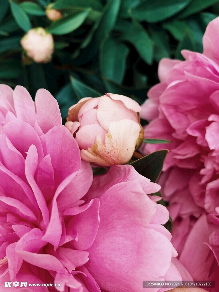 牡丹