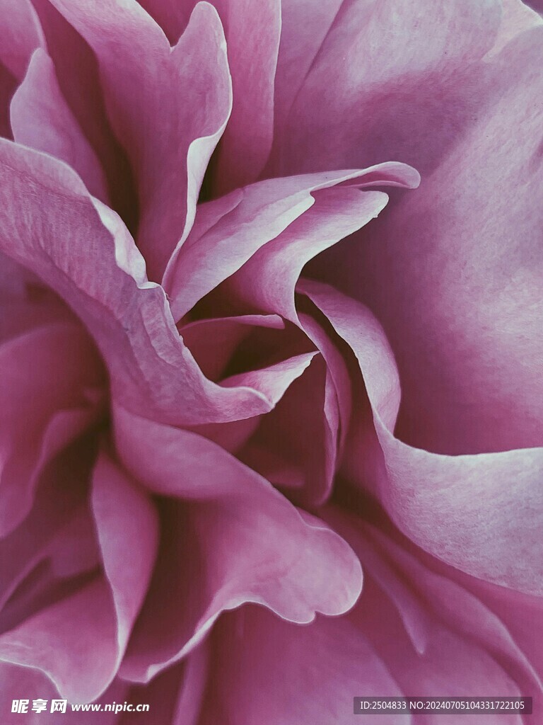 牡丹