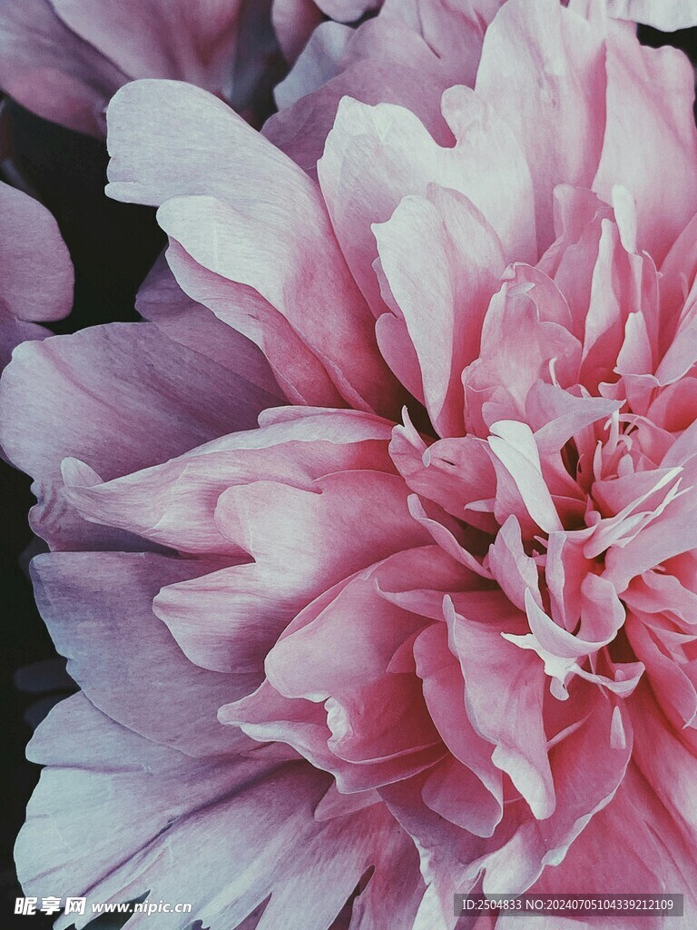 牡丹