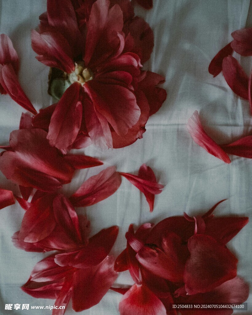 牡丹