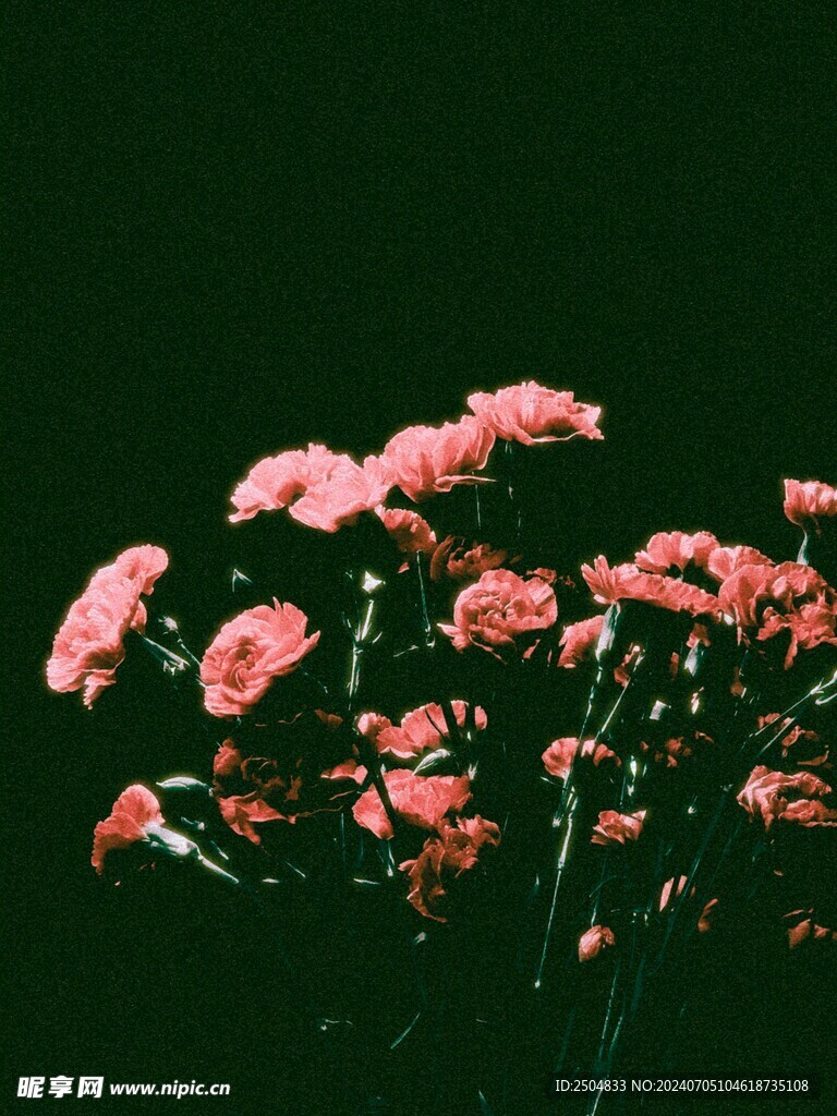 牡丹