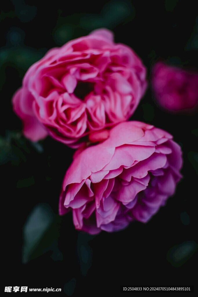 牡丹