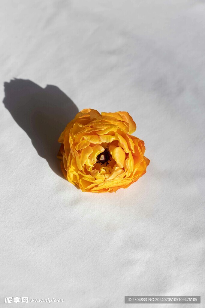 牡丹