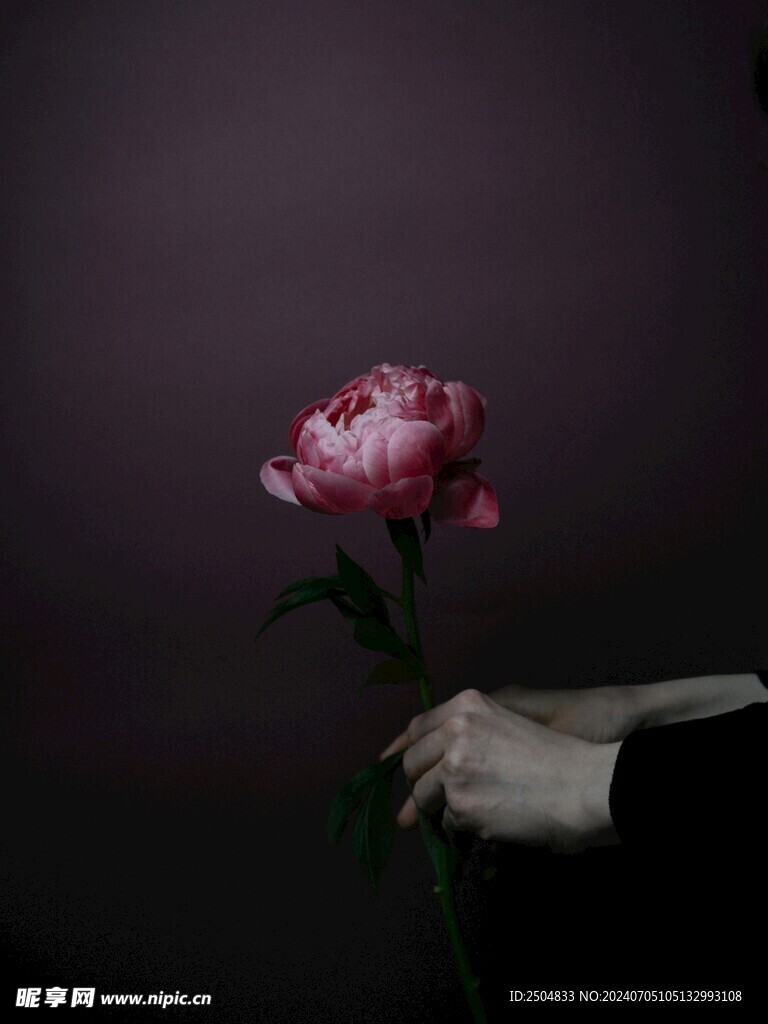 牡丹