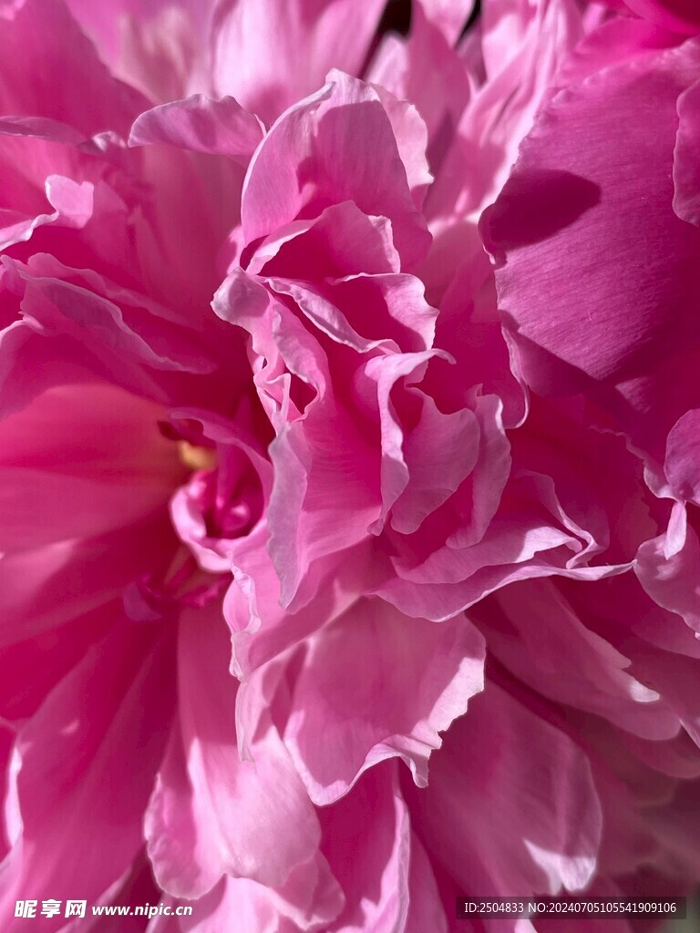 牡丹