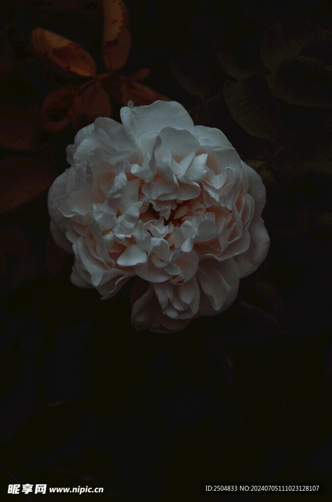 牡丹