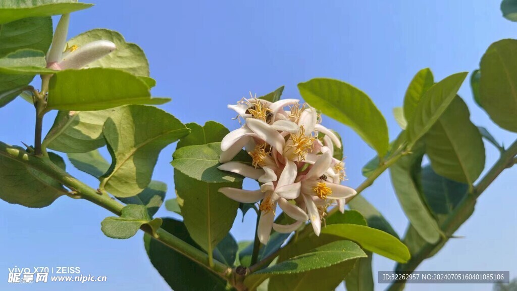 柚子花