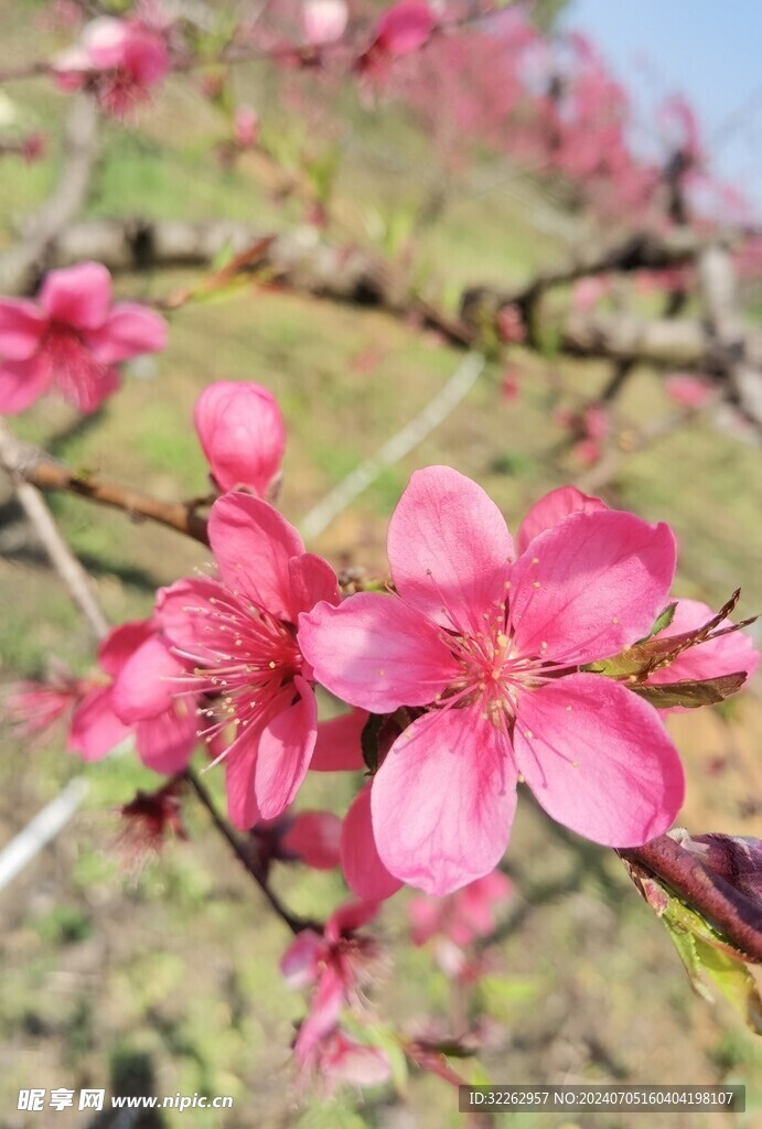 碧桃花