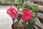 山茶花