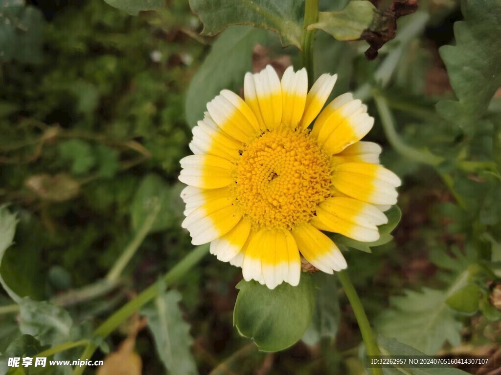 茼蒿花