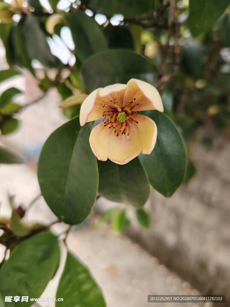 小花
