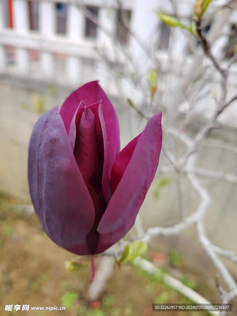玉兰花