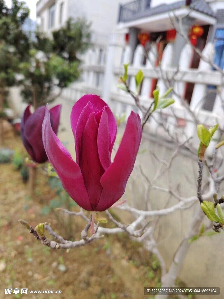 玉兰花