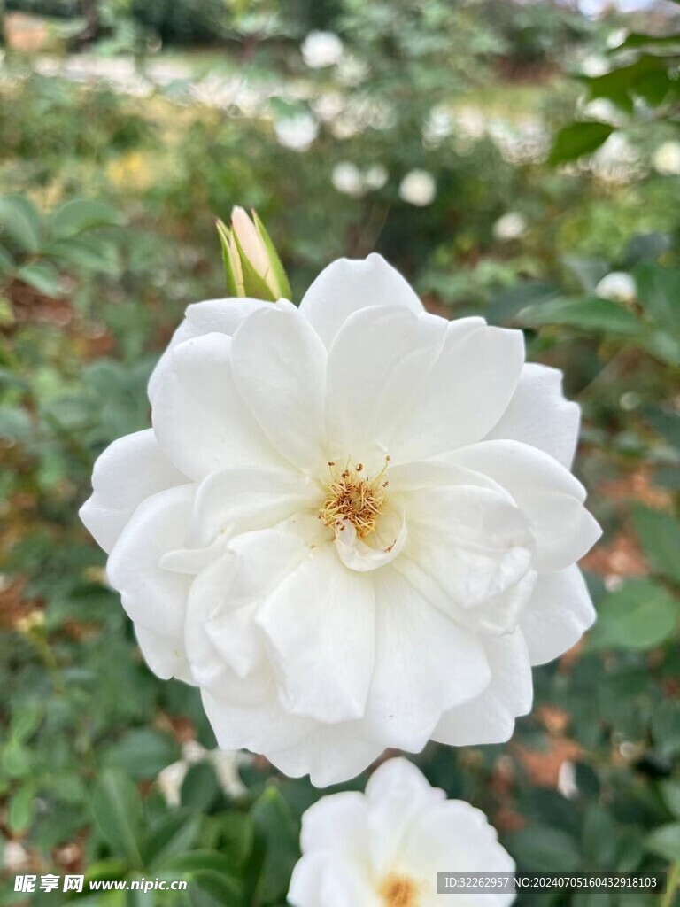 白玉堂