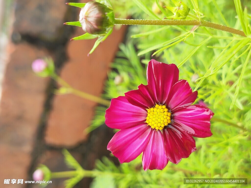 秋英花
