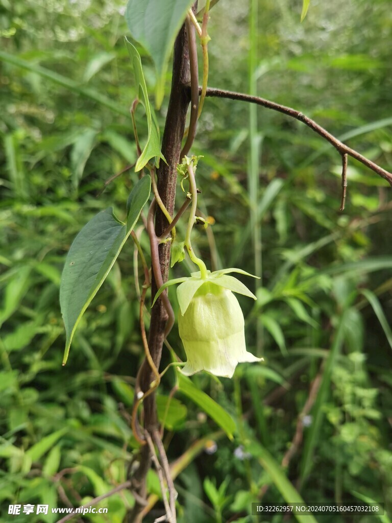 花蕾