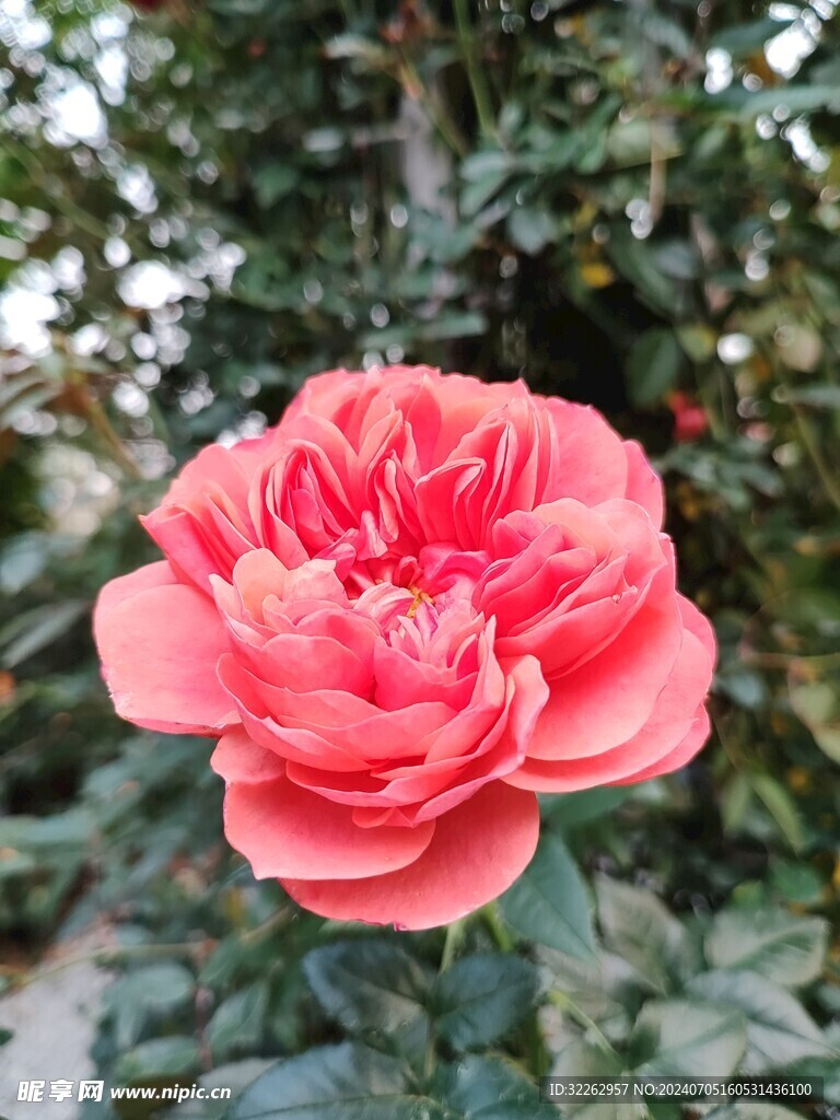 粉色月季花
