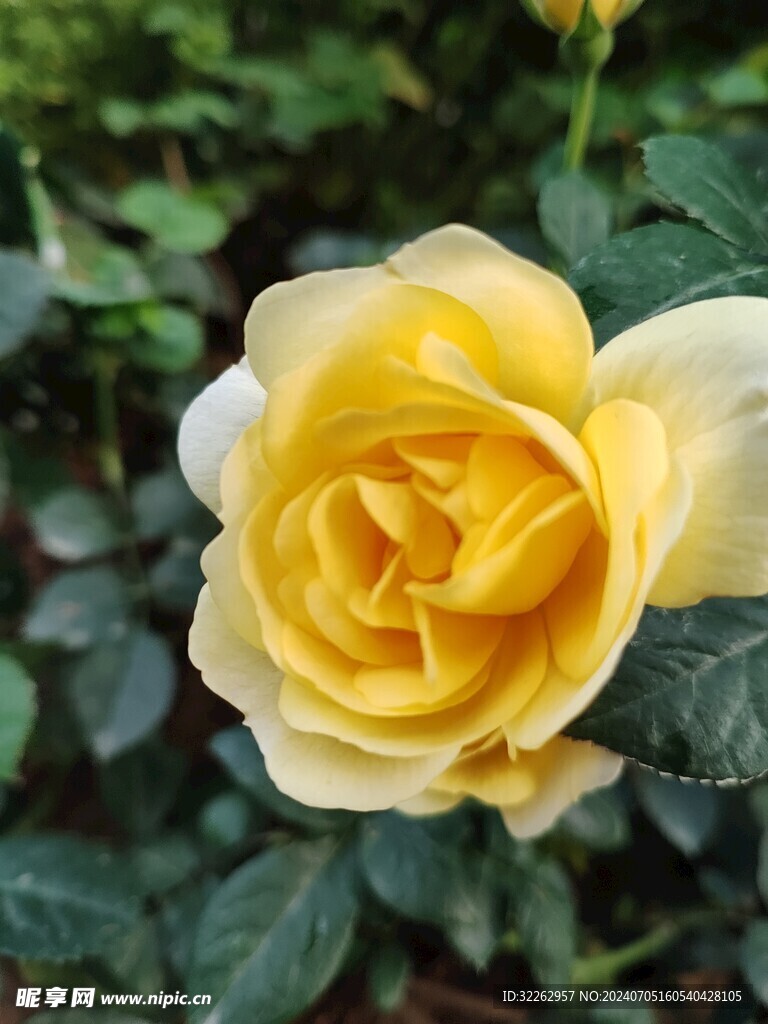 黄色月季花